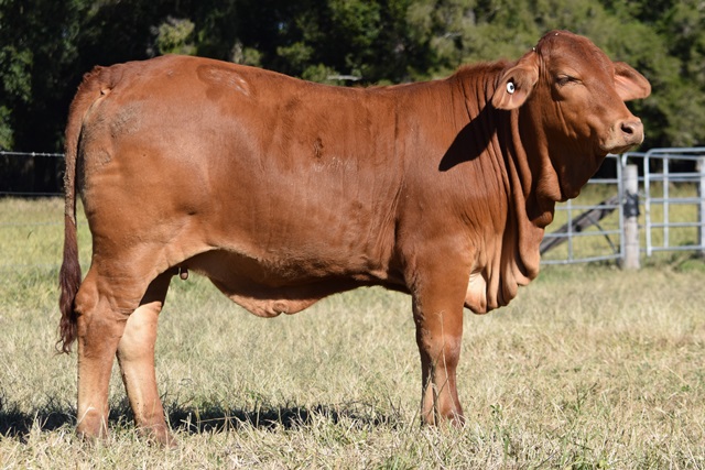 Bryvonlea Princess Isabell